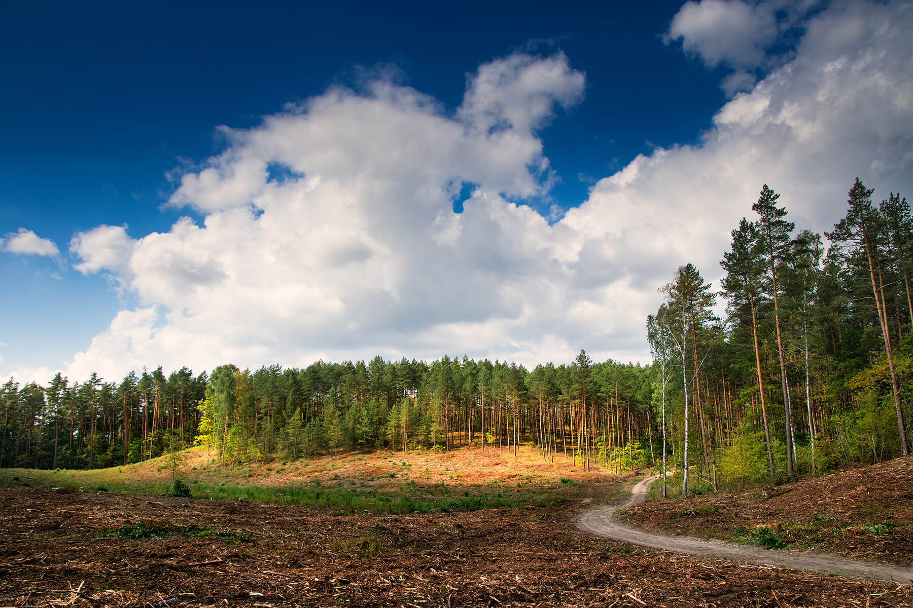 Path Winding Through The Forest Cut